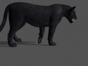 panther no fur 3D Model