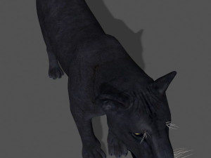 panther no fur 3Dモデル