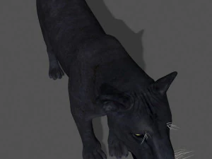 panther no fur 3D Model