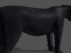 panther no fur 3Dモデル