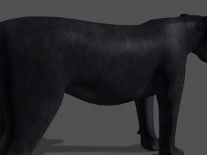 panther no fur 3D Model