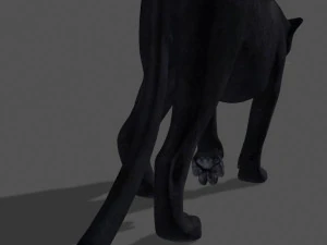 panther no fur 3D Model