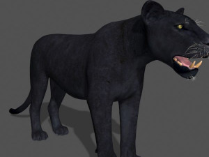 panther no fur 3Dモデル