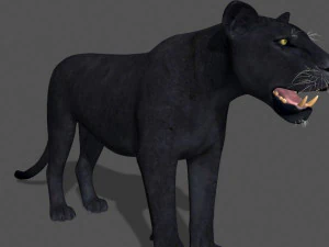 panther no fur 3D Model
