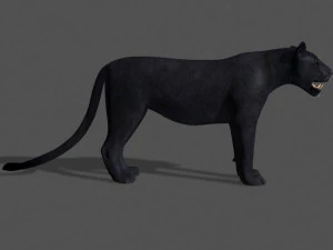 panther no fur 3D Model