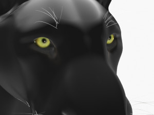 feline panther Model 3D