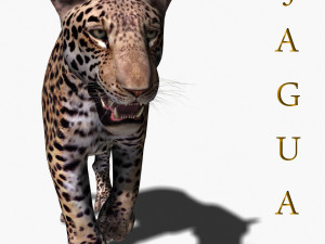 realistic jaguar no fur 3D Model