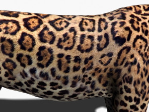 realistic jaguar no fur Modelo 3D
