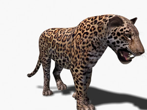realistic jaguar no fur Modelo 3D