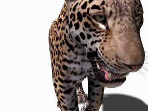 realistic jaguar no fur Modelo 3D