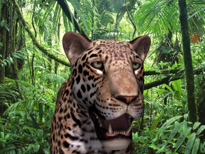 realistic jaguar no fur Modelo 3D