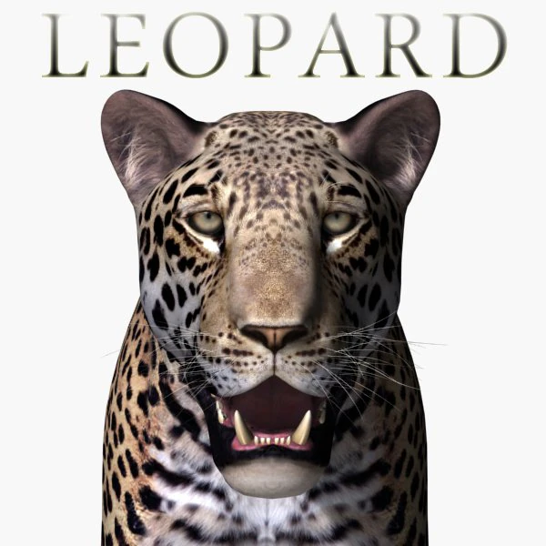 realistic leopard no fur 3D Model .c4d .max .obj .3ds .fbx .stl .blend