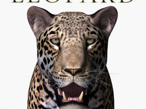 realistic leopard no fur 3D Model