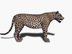 realistic leopard no fur 3D Model
