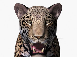 realistic leopard no fur 3D Model