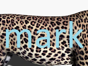 realistic leopard no fur 3D Model