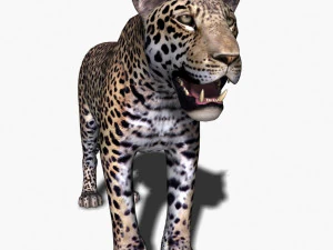 realistic leopard no fur 3D Model