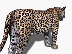 realistic leopard no fur 3D Model