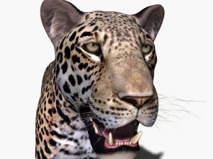 realistic leopard no fur 3D Model