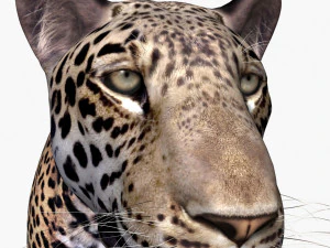 realistic leopard no fur 3D Model