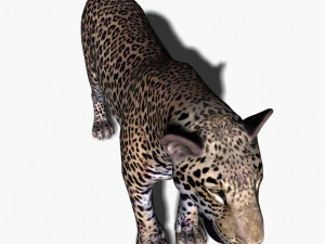 realistic leopard no fur 3D Model