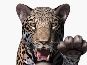 realistic leopard no fur 3D Model