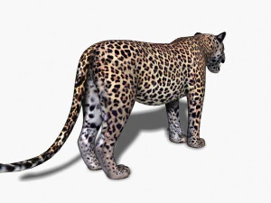 realistic leopard no fur 3D Model