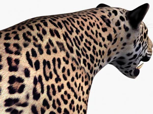 realistic leopard no fur 3D Model