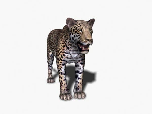 realistic leopard no fur 3D Model