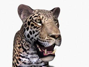realistic leopard no fur 3D Model