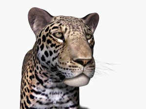 realistic leopard no fur 3D Model