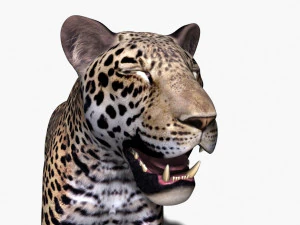 realistic leopard no fur 3D Model