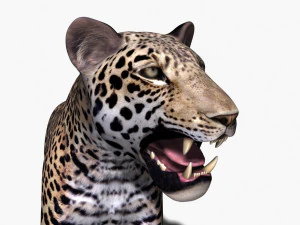 realistic leopard no fur 3D Model