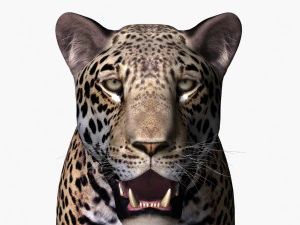 realistic leopard no fur 3D Model