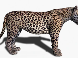 realistic leopard no fur 3D Model