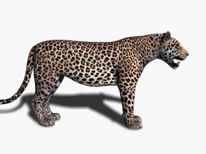 realistic leopard no fur 3D Model