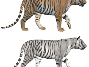 the ultimate cgi tiger 3D Model