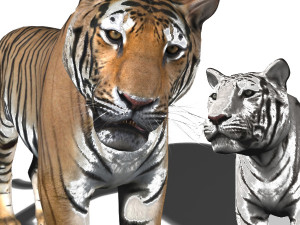 the ultimate cgi tiger Modelo 3D