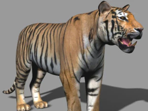 the ultimate cgi tiger 3D Model
