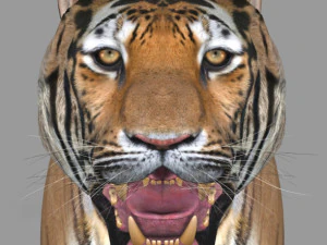 the ultimate cgi tiger 3D Model