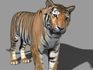 the ultimate cgi tiger Modelo 3D