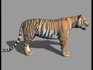the ultimate cgi tiger 3D Model