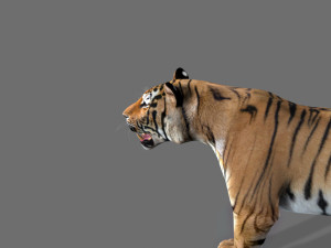 the ultimate cgi tiger Modelo 3D