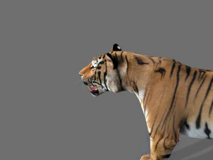 the ultimate cgi tiger 3D Model