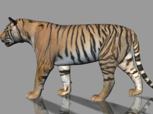 the ultimate cgi tiger 3D Model
