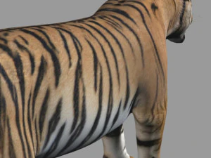 the ultimate cgi tiger 3D Model