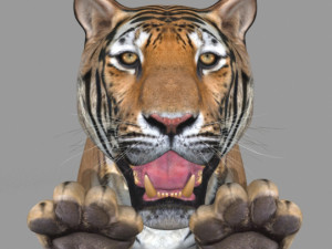 the ultimate cgi tiger Modelo 3D