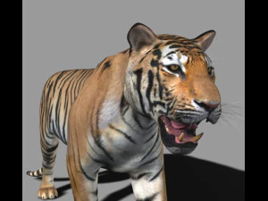 the ultimate cgi tiger 3D Model