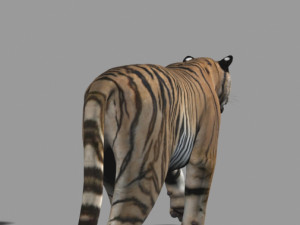 the ultimate cgi tiger Modelo 3D