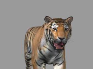 the ultimate cgi tiger 3D Model
